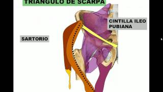 14 TRIÁNGULO DE SCARPA [upl. by Woods]