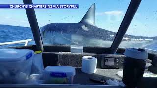 Caught on Video Shark lands on boat in New Zealand [upl. by Sofko769]