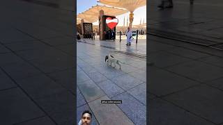 Mera Nobi Hai ❤️‍🩹❤️‍🩹gaza shortsvideo [upl. by Cherry]