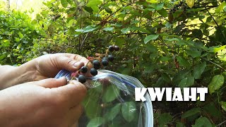 Harvesting Salal Berries [upl. by Lucinda]