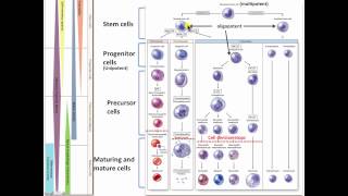 hematopoiesis theory [upl. by Yentroc]