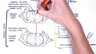 Sensory Tracts  Dorsal Column Medial lemniscus Pathway [upl. by Ardnola]