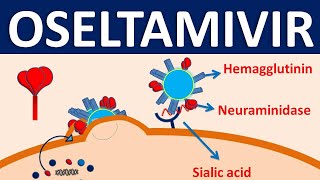 Oseltamivir  Mechanism side effects precautions amp uses [upl. by Annerahs]