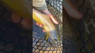 Fall in the driftless 🍁 fishingvideo flyfishinglife fishing flyfisherman flyfishing fish [upl. by Stieglitz]