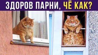 Приколы с котами Кошачье собрание  Мемозг 254 [upl. by Kayle]