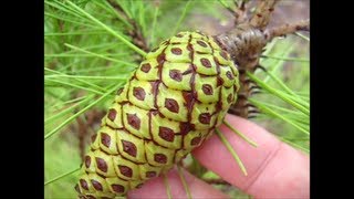 My Aleppo Pine Cones [upl. by Hyams]