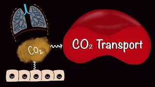 CO2 Transport  Carbondioxide Transport  Respiratory Gas Exchange  Respiratory Physiology [upl. by Derrej]