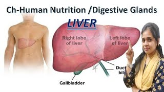 ChHuman NutritionDigestive GlandsLIVER [upl. by Dedie]