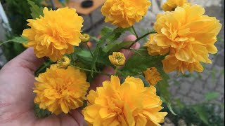 Caring and Propagating Kerria Japonica Ranunkelstrauch [upl. by Murtagh]