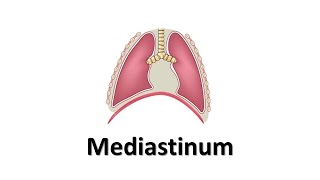 Mediastinum Prof Dr Md Ashfaqur Rahman [upl. by Nylirrej331]