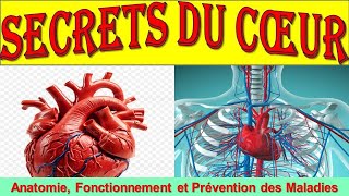 Lanatomie du Coeur Tout comprendre sur le fonctionnement du Coeur [upl. by Morgun]