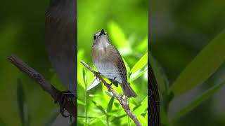 Burung SRDC bali gacor berkicau di taman birdsinging srdcbaligacor nature [upl. by Anitsrihc]