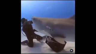 Heavy shark gets rotated by diver engineer [upl. by Marinna]