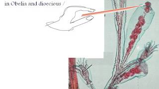 General Characteristics of Coelenterates [upl. by Gwendolyn]