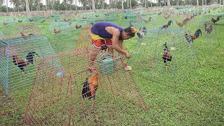 Genius Farming Techniques to Breed Thousand of Elite Roosters [upl. by Htebasyle321]