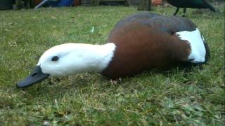 Stroking a pet Paradise shelduck [upl. by Obmar]