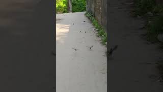 Birds Fly🍁overbafer1 bodhgayatemple bodhgaya bodhgayatourism buddhisttemple [upl. by Luht]