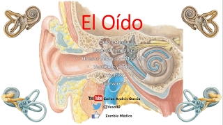 Anatomía  Oído Externo Medio Interno Huesecillos Músculos [upl. by Nitsug]