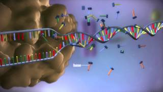 From DNA to protein  3D [upl. by Guria]