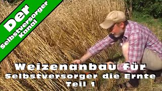 Weizenanbau für Selbstversorger die Ernte Teil 1 [upl. by Krongold]