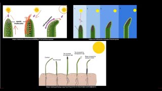 Grade 12 Life Sciences Responding to the Environment Plants [upl. by Doownelg]