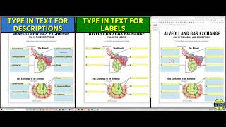 Alveoli amp Gas Exchange Interactive Google Slides Activities by Tangstar Science [upl. by Zingg]