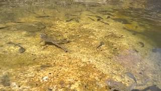 Rana graeca tadpoles and Bombina variegata [upl. by Nymzaj]