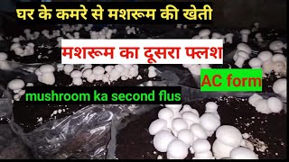 AC mushroom form मशरूम का दूसरा फ्लश mushroom production second flus [upl. by Ennasor313]