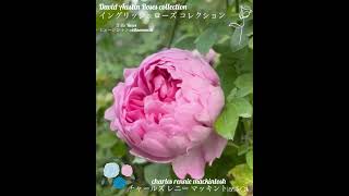 【david austin roses in yokohama english garden「charles rennie mackintosh」】「チャールズ レニー マッキントッシュ」 [upl. by Klug901]