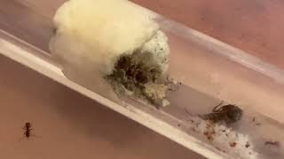 Lasius Umbratus queen 2 Refounding EP 1 [upl. by Adlen]