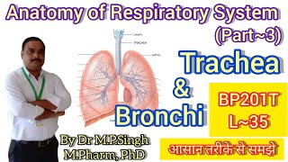 Trachea amp Bronchi  Anatomy of Respiratory System  Human Anatomy amp PhysiologyII BP201T  L35 [upl. by Irakab608]