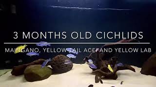 MAINGANO YELLOWTAIL ACEI AND YELLOW LAB CICHLIDS [upl. by Hessler]