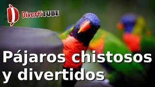 Vídeos de pájaros chistosos y divertidos [upl. by Dawes]