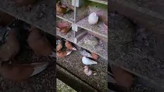 Nelson Loft  Pigeons For Sale 🕊️ kabootar pigeon [upl. by Nirehtak]