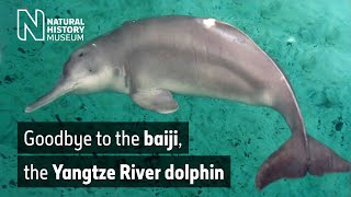 Goodbye to the baiji the Yangtze River dolphin  Natural History Museum [upl. by Anelrad]