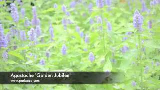 Agastache Golden Jubilee [upl. by Nyre]