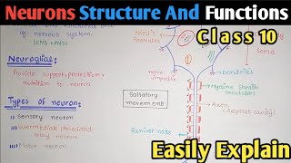 Neuron Structure And Functions  Nerve Cells  Class 10 Biology [upl. by Aibar596]