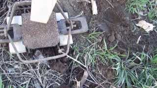 Never before seen Freeze proof exposed coilspring bobcat traps [upl. by Standley]