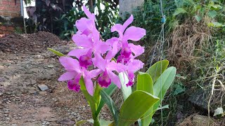 Cattlianthe Portia “Pink”  Hoa Lan Lan Cattleya  Toán Ròm Garden [upl. by Queenie307]