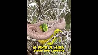 Un Camaleón ataca a esta serpiente venenosa frente a un arbol [upl. by Nnaassilem]