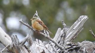 Ortolan Bunting singing [upl. by Richards]