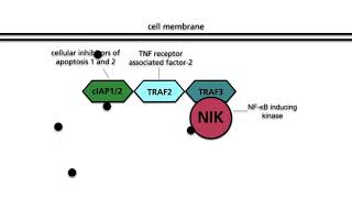 NFκB pathways Part 2 Alternative NFκB pathway [upl. by Sunderland]