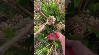 Pruning ‘endless summer’ type hydrangeas [upl. by Asilak]