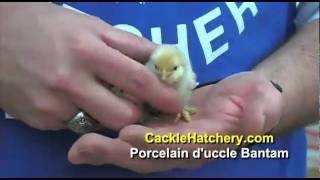 Porcelain Duccle Bantam Chicken Breed  Cackle Hatchery [upl. by Genesa260]