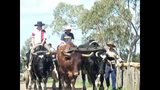 Bullock team in paradeMOV [upl. by Ilehs396]