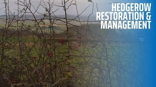 Hedgerow Restoration and Management [upl. by Va]