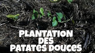 PLANTATION DES PATATES DOUCES [upl. by Cordeelia485]