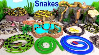 Snake Python Cobra Rattlesnake Viper Boa Anaconda Mamba 13 [upl. by Ahseiat]