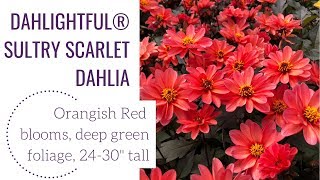 DAHLIGHTFUL® Sultry Scarlet Dahlia  wwwgardencrossingscom [upl. by Ecneps]