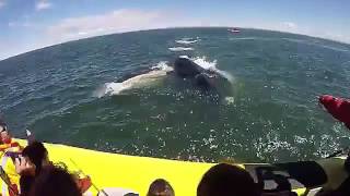 Blue Whale St Laurent River Tadoussac QC [upl. by Ardnassela]